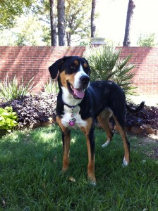 Sadie