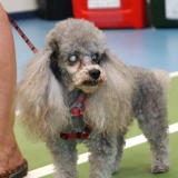 gizmo-vasquez-03