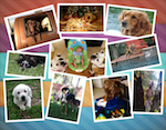 contest_collage2_small