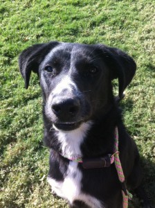 Jack Daniels (Dog)
