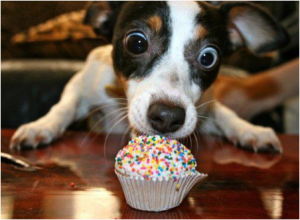 Cup cakes!